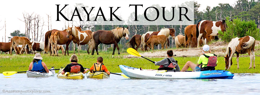 chincoteague kayak tour photo 2