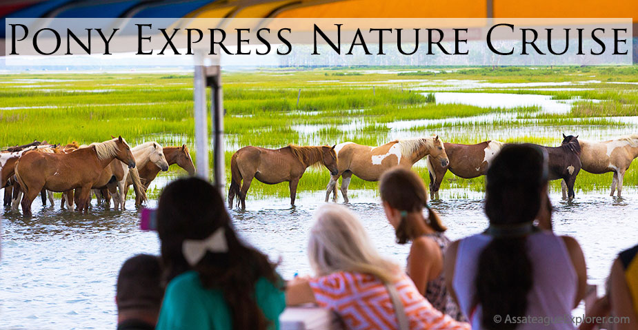 Assateague Island cruise