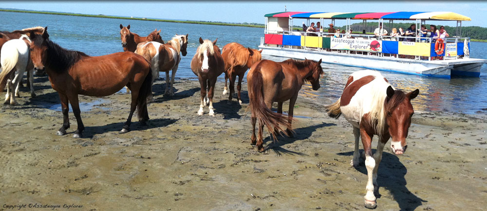 assateague pony cruise photo 2