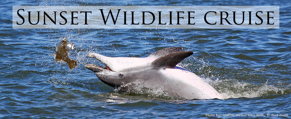 assateague dolphin photo 1