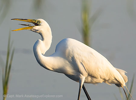 Egret at Assateague