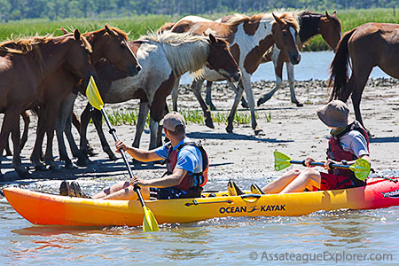 Assateague Kayak Tour with Wild Ponies