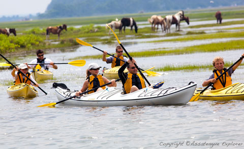 Assateague Explorer Kayak Tour