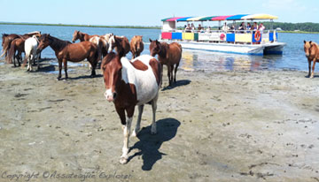 Assateague Explorer Cruise