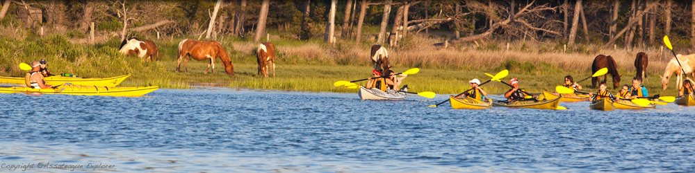 Assateague Kayak Tour