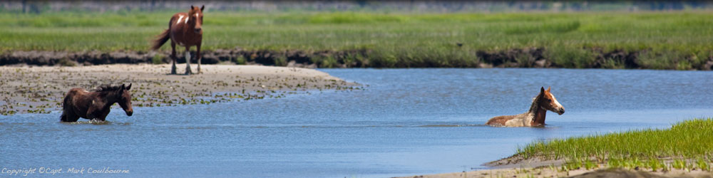Assateague Ponies