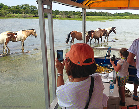 Assateague Explorer Pony Watching Cruise