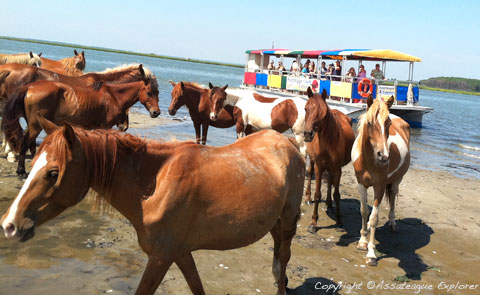 Assateague Explorer Pony Watching Cruise