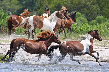 Assateague Wild Horses