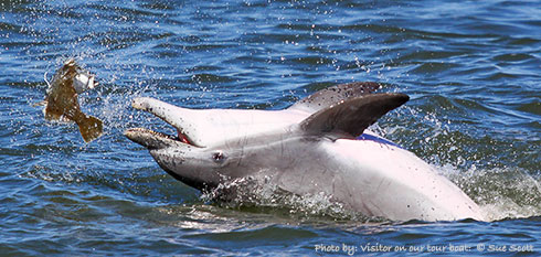 Dolphin Watching near Assateague