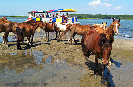 Assateague Explore Cruise to see wild ponies