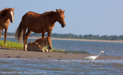 Assateague Ponies & Bird Watching